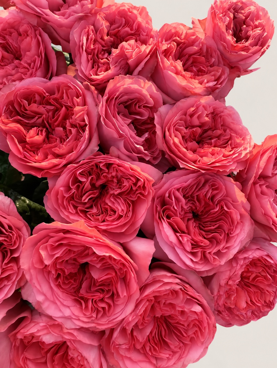 Роза эк. Пинк Экспрешн